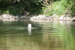 PinoJura_0615_23