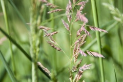 PinoJura_0615_31