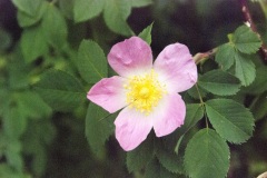 PinoJura_0615_35
