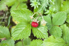 PinoJura_0615_36