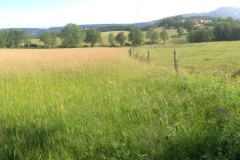 Pino_Jura0615_034