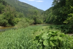 Pino_Jura0615_045