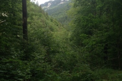 Pino_Jura0615_068