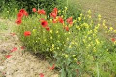 002_Mosel_0206_iphone_002