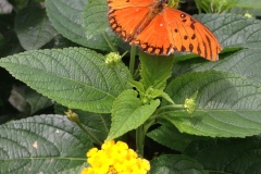 534_Mosel_1506_iphone_220
