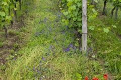 586_Mosel_1606_fuji_078
