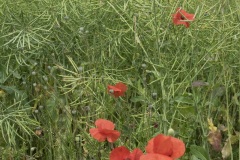 003_01_Abully_0617_003