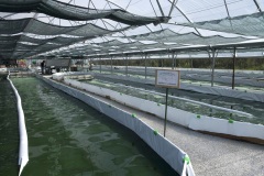 009_02_Spirulina_0617_021