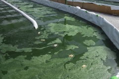 010_02_Spirulina_0617_022