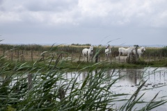 026_03_Camargue_0617_063
