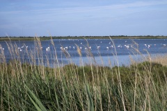 043_05_Camargue_0617_091
