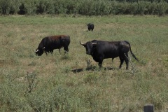 104_08_Grand-Barbegal_0617_241