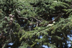 287_19_Saint-Laurent-des-Arbres_0617_591