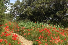 005_Cavaillon_0618_rrf_005