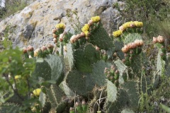 008_Cavaillon_0618_fuji_004
