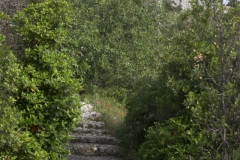 009_Cavaillon_0618_fuji_002