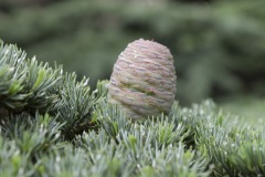 024_Bonnieux_0618_fuji_017