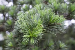 027_Massif-des-Cedres_0618_fuji_030