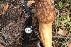 029_Massif-des-Cedres_0618_rrf_017