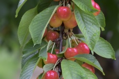 034_Cucuron_0618_fuji_054