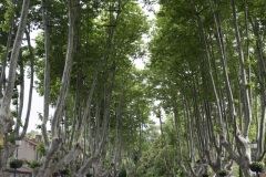 039_Provence_0618_fuji_042