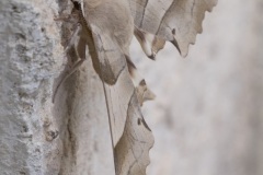 092_Moustiers-St-Maries_0618_fuji_092