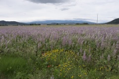 162_Provence_0618_fuji_101