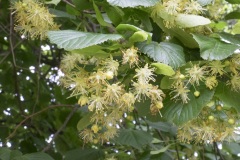 170_St-Trinit_0618_fuji_024
