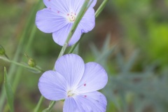 245_Provence_0618_fuji_033