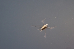 Romandie_04-06-21_034