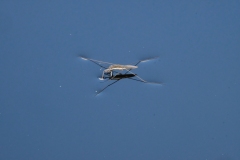 Romandie_04-06-21_035