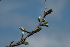 Romandie_04-06-21_037