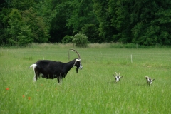 Romandie_07-06-21_046