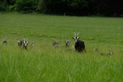 Romandie_07-06-21_047