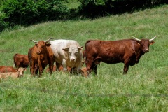 035_Tal-mit-Fluss-La-Maronne_0622