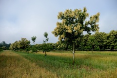 048_Copeyre_0622