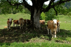 012_Eriztal_31-05-2020