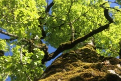 016_Eriztal_01-06-2020