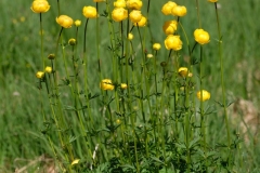 026_Eriztal_03-06-2020