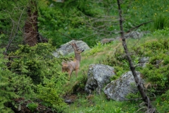 055_Fafleralp_07-06-2020