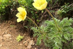056_Fafleralp_07-06-2020