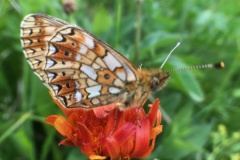 115_Bellwald_12-06-2020