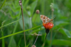 116_Bellwald_12-06-2020