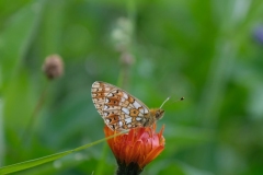 117_Bellwald_12-06-2020
