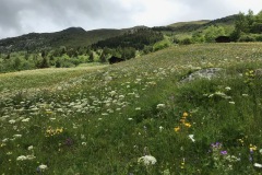 118_Bellwald_12-06-2020