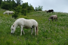 121_Bellwald_12-06-2020