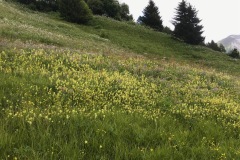 122_Bellwald_12-06-2020