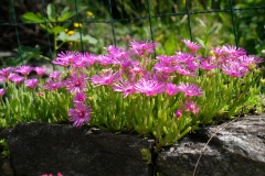 142_Acquarossa_13-06-2020