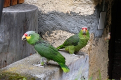 245_Cauco_17-06-2020