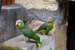 246_Cauco_17-06-2020